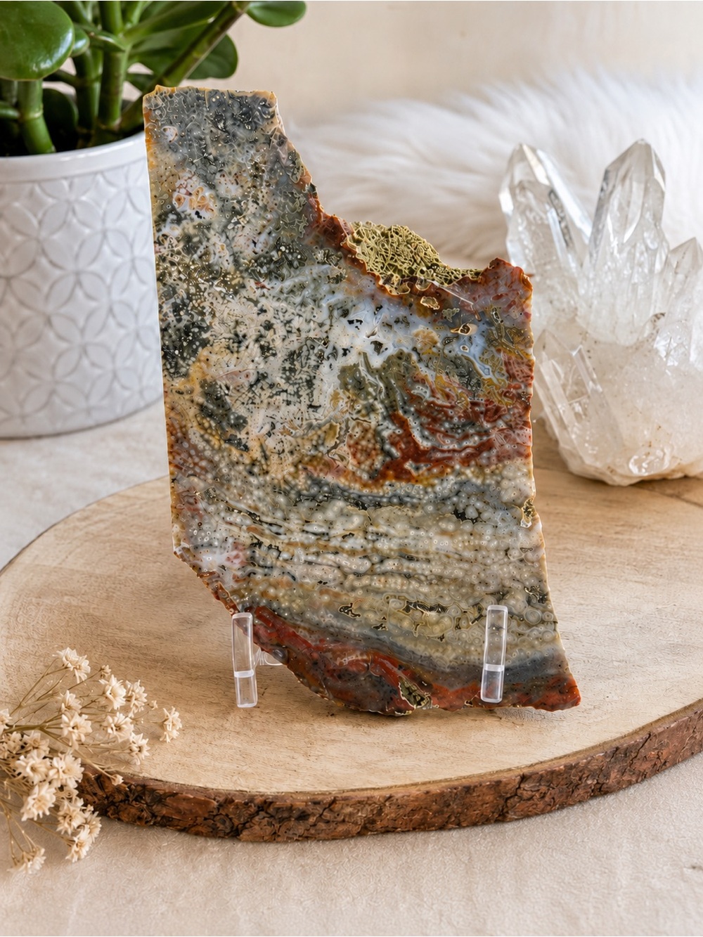 Ocean Jasper Orbicular Jasper Slab 3lb 6oz Crystal Display Decor
